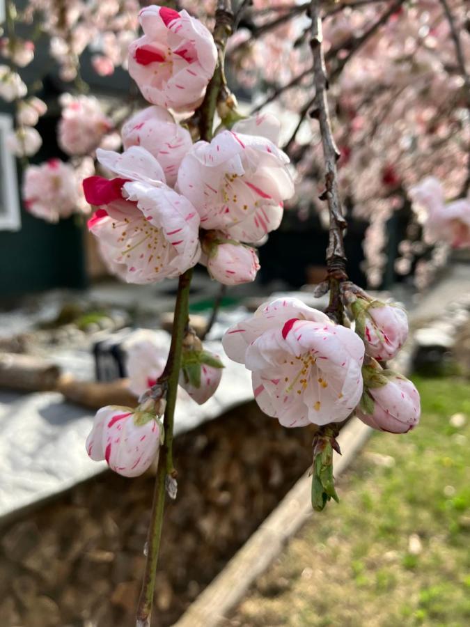 Julian'S English Homestay And Pension Fujimi Dış mekan fotoğraf